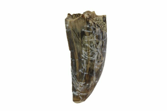 Serrated, Tyrannosaur (Nanotyrannus) Tooth - Montana #97459